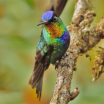 Fiery-throated Hummingbird
