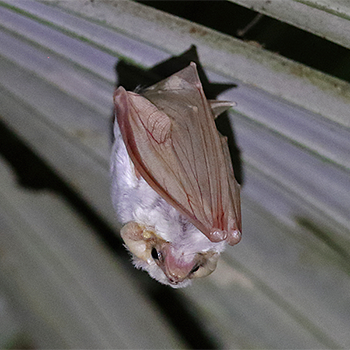 Ghost Bat