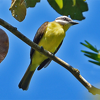 Golden-bellied Flycatcher