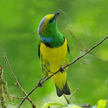 Golden-browed Euphonia