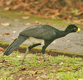 Great Curassow