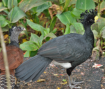 Great Curassow