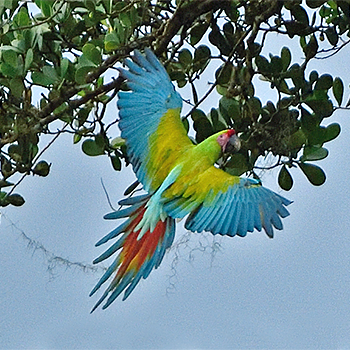 Great Green Macaw