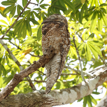 Great Potoo