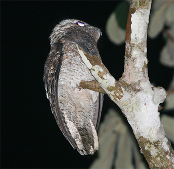 Great Potoo