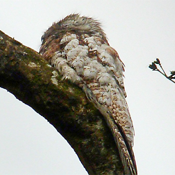 Great Potoo