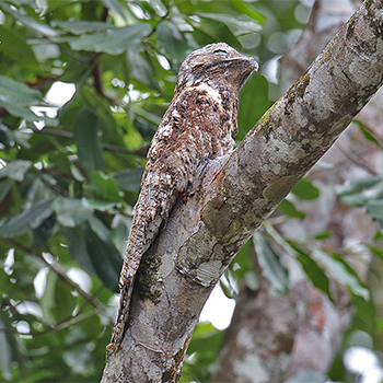 Great Potoo