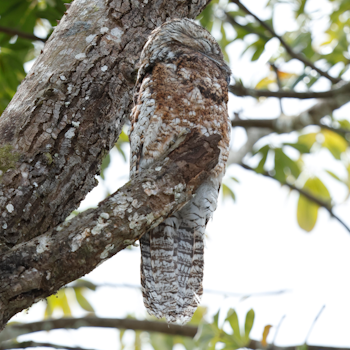 Great Potoo