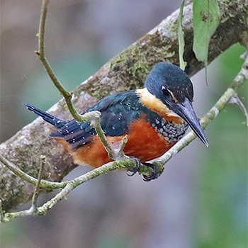 Green-and-rufous Kingfisher