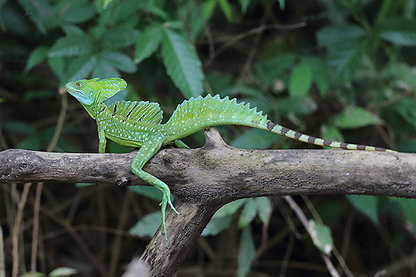 Green Basilisk