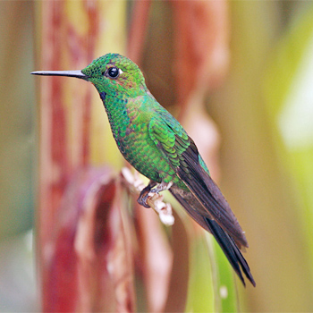 Green-crowned Brilliant
