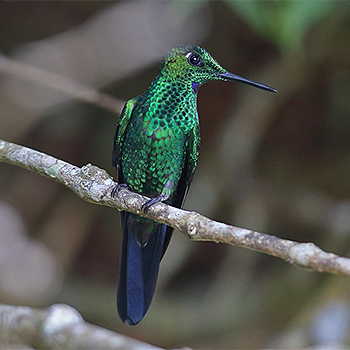 Green-crowned Brilliant