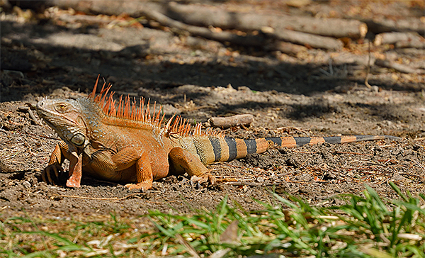 Green Iguana