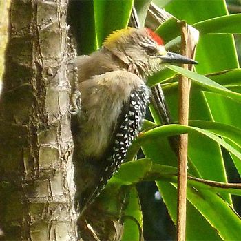 Hoffmann's Woodpecker