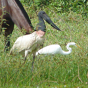 Jabiru and Great Egret