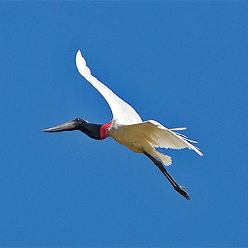 Jabiru