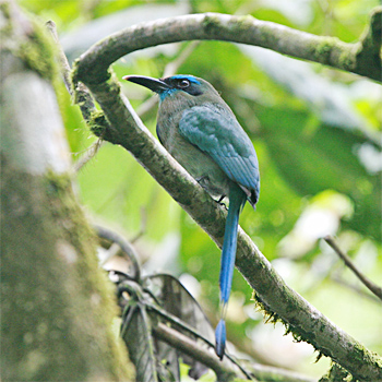Keel-billed Motmot