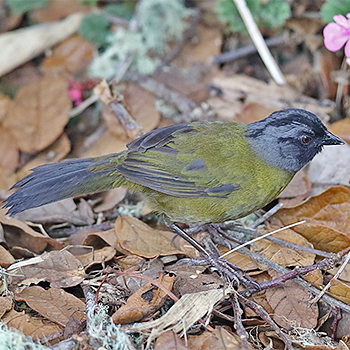 Large-footed Finch