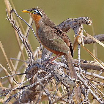 Lesser Ground-cuckoo