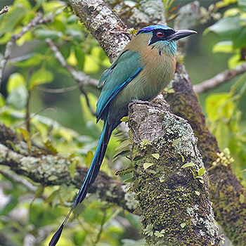Lesson's Motmot