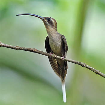Long-billed Hermit