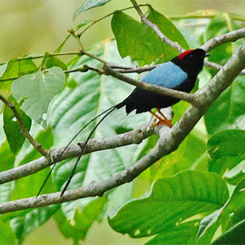 Long-tailed Manakin