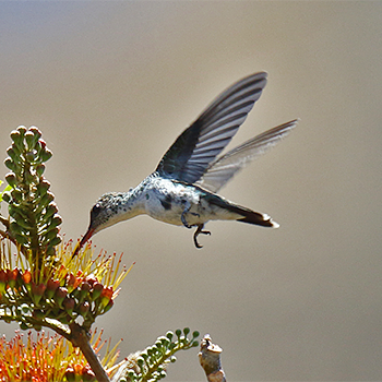 Mangrove Hummingbird