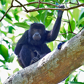 Mantled Howler Monkey