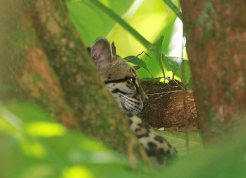 Margay