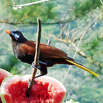 Montezuma Oropendola