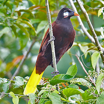 Montezuma Oropendola