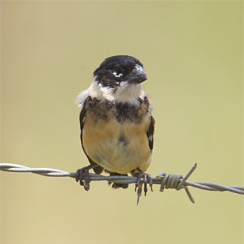 Morelet's Seedeater