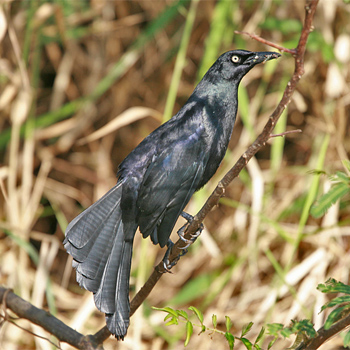 Nicaraguan Grackle
