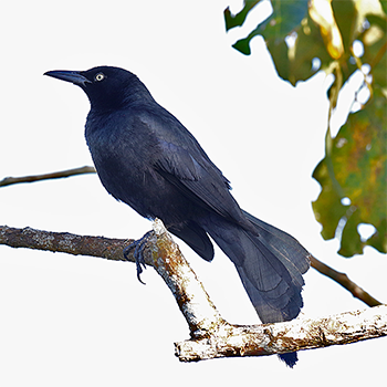 Nicaraguan Grackle