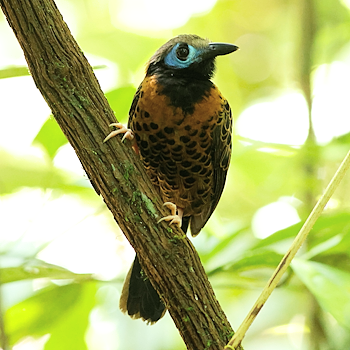 Ocellated Antbird