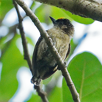 Olivaceous Piculet
