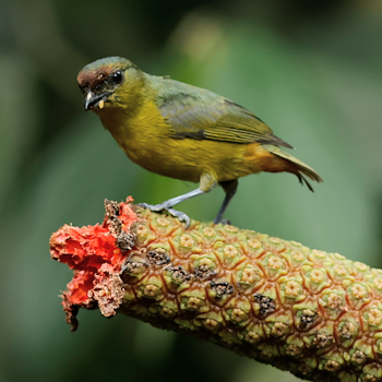 Olive-backed Euphonia