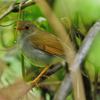 Orange-billed Nightingale-thrush
