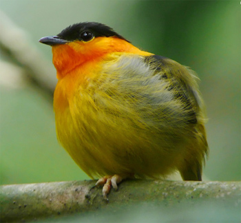 Orange-collared Manakin
