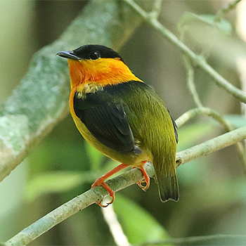 Orange-collared Manakin