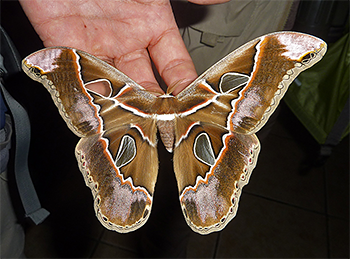 Orizaba Silkmoth