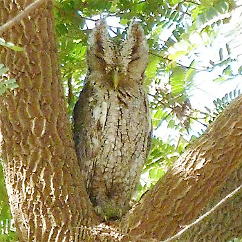 Pacific Screech-owl