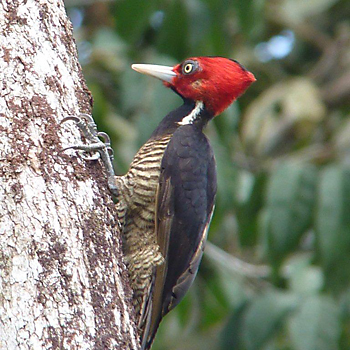 Pale-billed Woodpecker