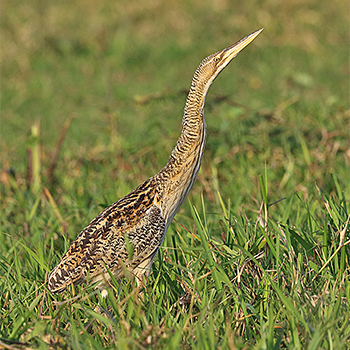 Pinnated Bittern
