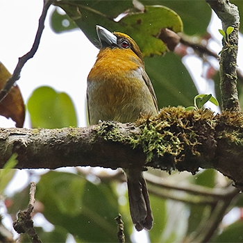 Prong-billed Barbet