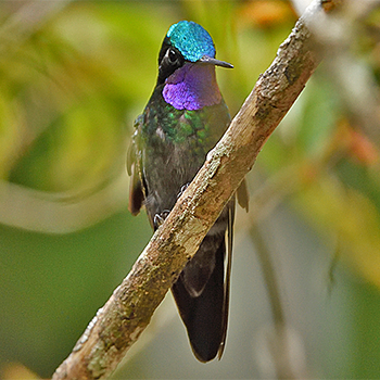 Purple-throated Mountain-gem