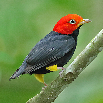 Red-capped Manakin