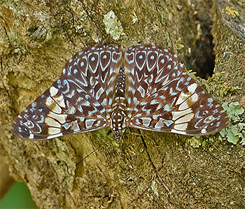 Red Cracker