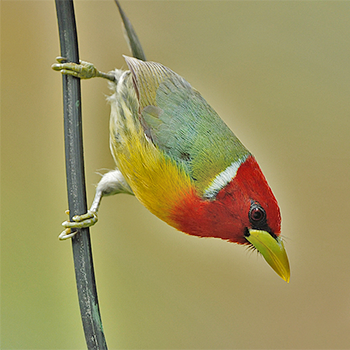 Red-headed Barbet