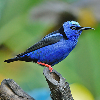 Red-legged Honeycreeper